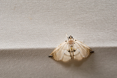 Trichophysetis hampsoni