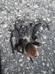 Tliltocatl epicureanus