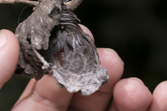 Eriosoma lanuginosum