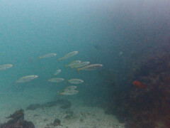 Trachurus symmetricus