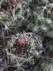 Coryphantha macromeris macromeris