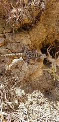 Sceloporus malachiticus