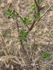 Lippia javanica