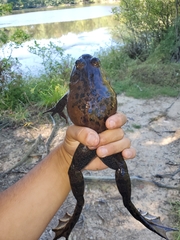 Lithobates catesbeianus