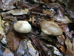 Lyophyllum