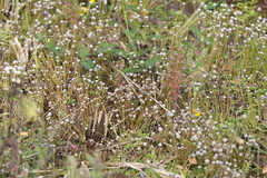 Eriocaulon