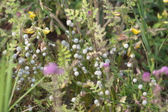 Eriocaulon