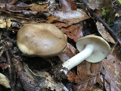 Lyophyllum