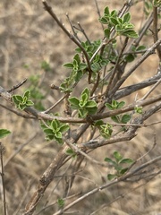 Lippia javanica