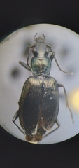 Anchomenus aeneolus