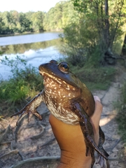 Lithobates catesbeianus