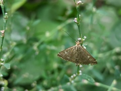 Loxostege sticticalis