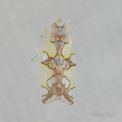 Protalebrella conica