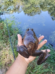 Lithobates catesbeianus