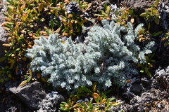 Oxytropis putoranica