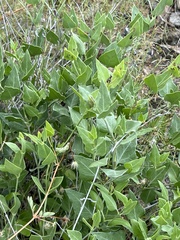 Acleisanthes longiflora