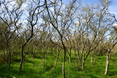 Geoffroea decorticans