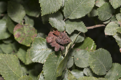 Eriosoma lanuginosum