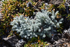 Oxytropis putoranica