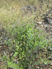 Acleisanthes longiflora