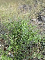 Acleisanthes longiflora