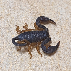 Euscorpius
