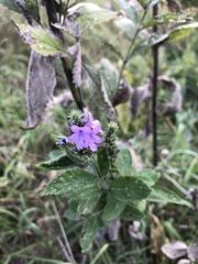 Verbena stricta