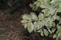 Ulmus minor canescens
