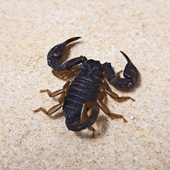 Euscorpius
