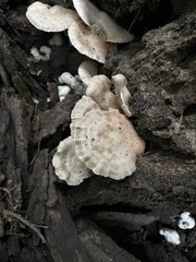Entoloma abortivum