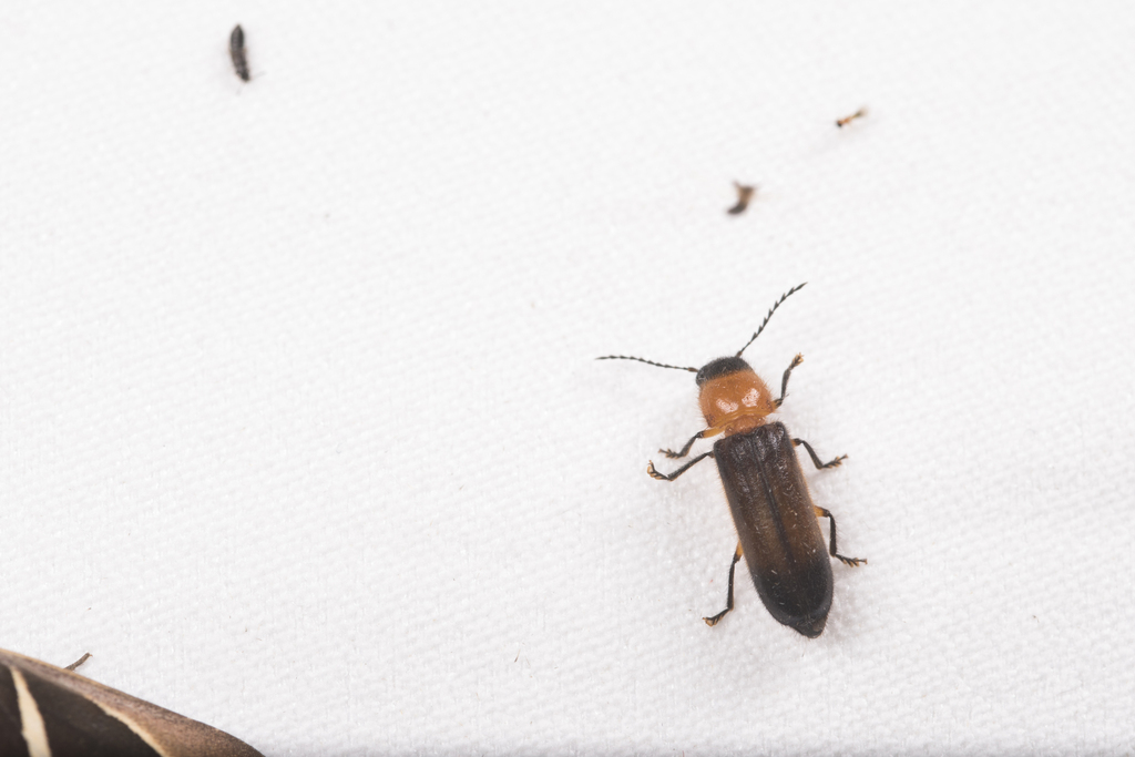 Tenerus formosanus
