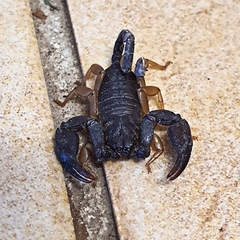 Euscorpius