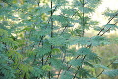 Senegalia bonariensis