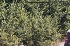 Ulmus minor canescens