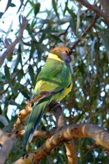 Barnardius zonarius