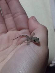 Hemidactylus mabouia