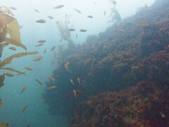 Halichoeres californicus