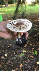 Chlorophyllum brunneum