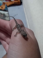 Hemidactylus mabouia