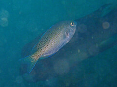 Chromis punctipinnis