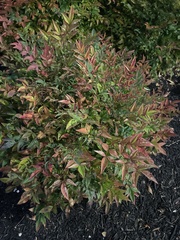 Nandina