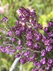 Erica williamsiorum