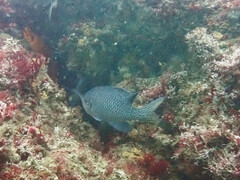 Chromis punctipinnis
