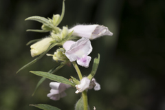 Sesamum indicum