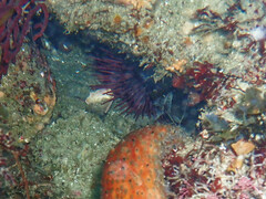 Mesocentrotus franciscanus