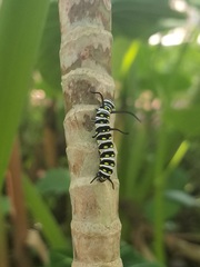 Danaus