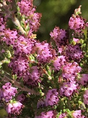 Erica williamsiorum