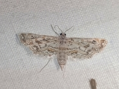 Parapoynx diminutalis