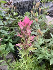 Castilleja parviflora oreopola