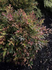 Nandina